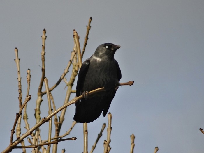 Jackdaw