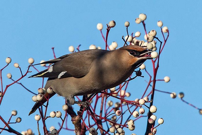 Waxwing