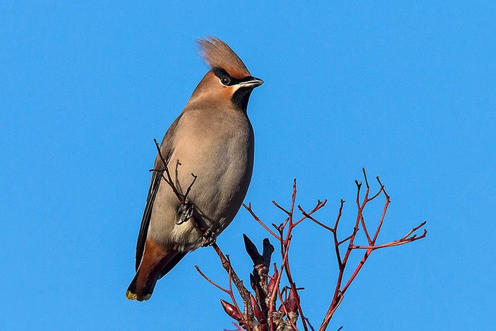 Waxwing