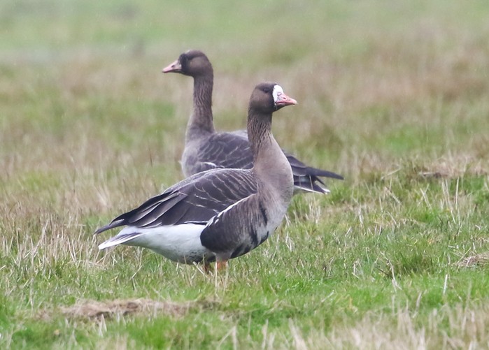 Russian White-fronted Goose