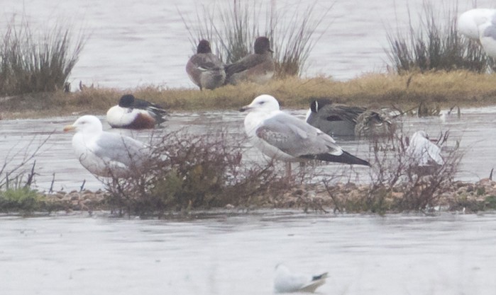 Caspian Gull