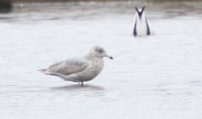 Glaucous Gull