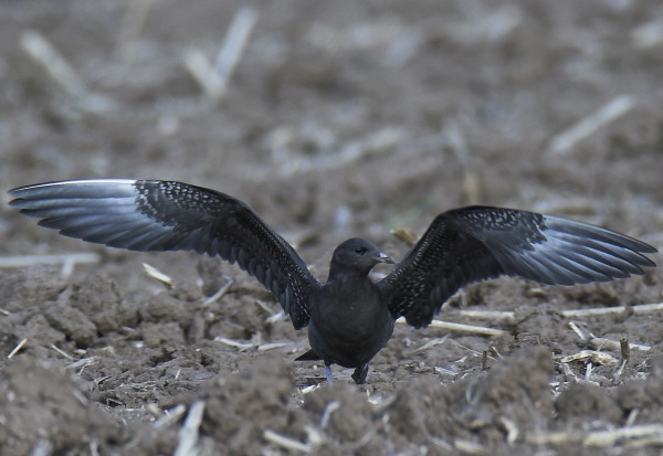 Long-tailed Skua