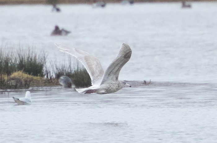 Glaucous Gull
