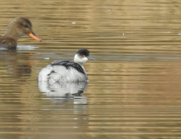 Black-necked Grebe