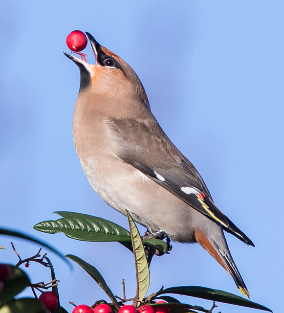 Waxwing