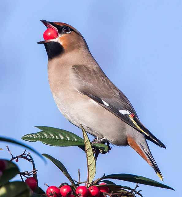 Waxwing