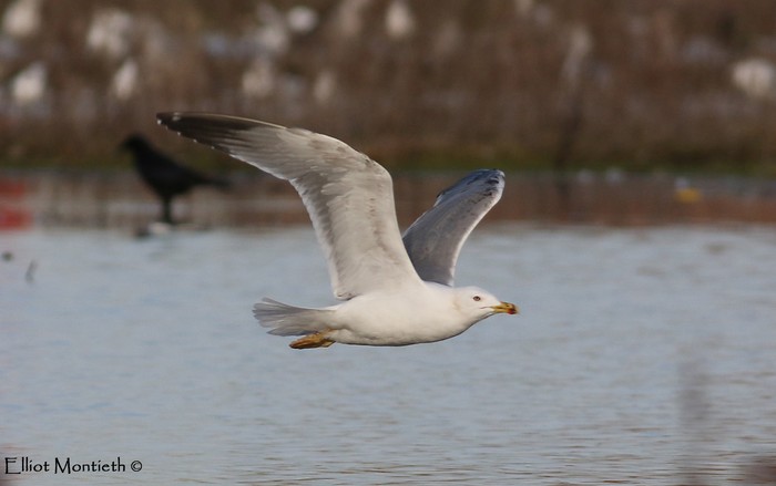 Yellow-legged Gull