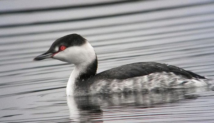 Slavonian Grebe