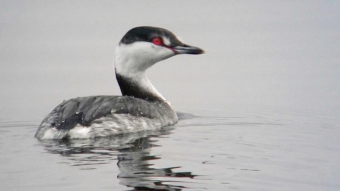 Slavonian Grebe