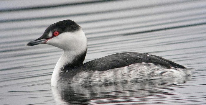Slavonian Grebe