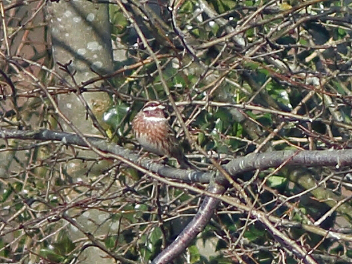 Pine Bunting