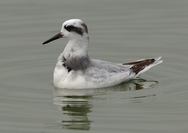 Grey Phalarope