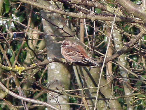 Pine Bunting