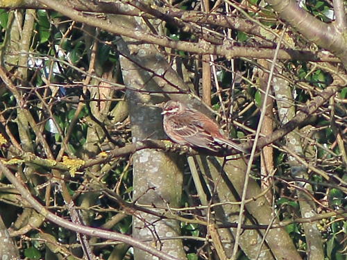 Pine Bunting