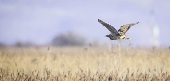 Bittern
