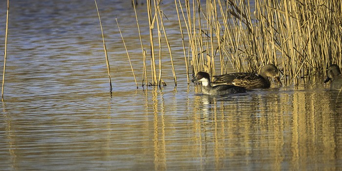 smew