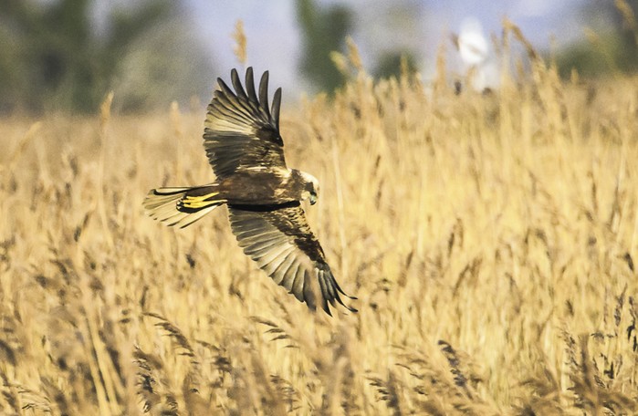 Marsh Harrier