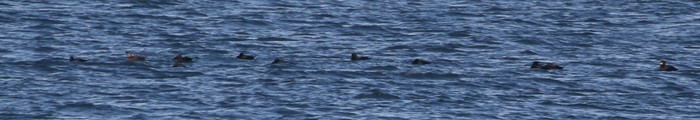 Black Scoter