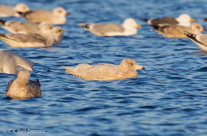 Glaucous Gull