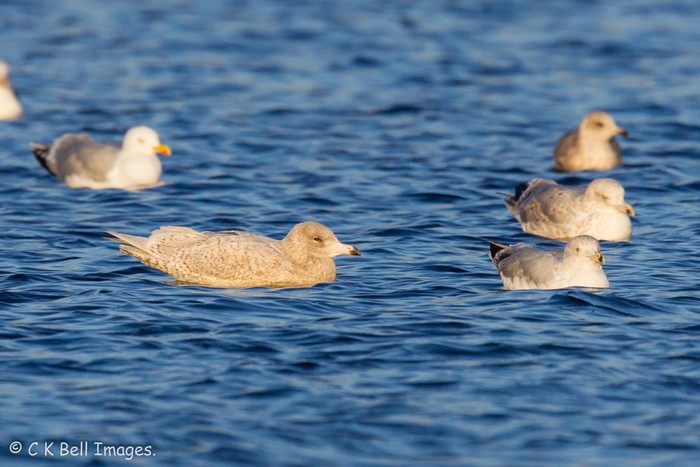 Glaucous Gull
