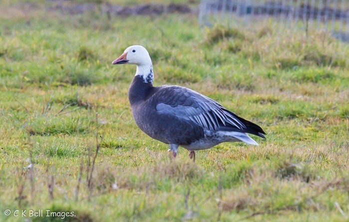 Lesser Snow Goose