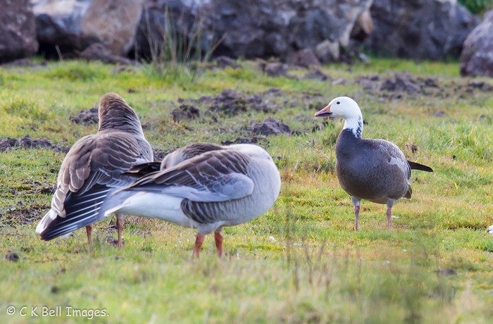 Lesser Snow Goose