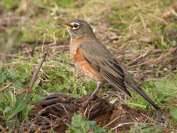 American Robin