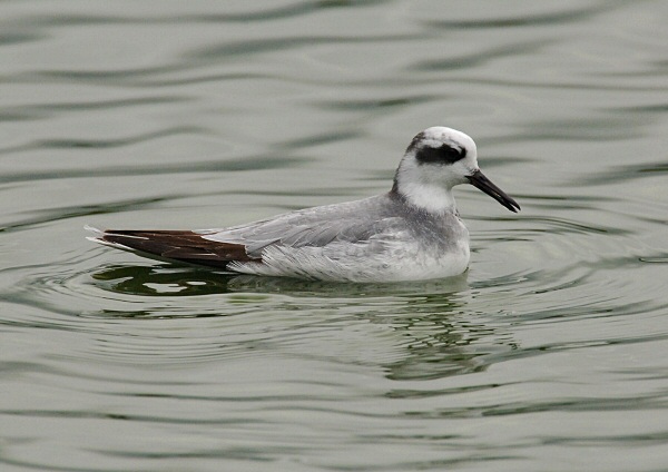 Grey Phalarope