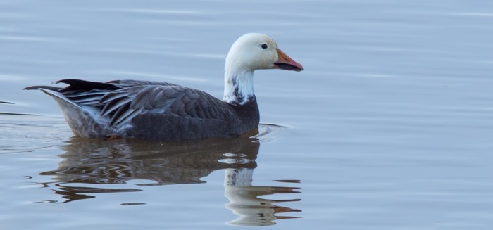 Lesser Snow Goose