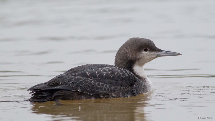Pacific Diver