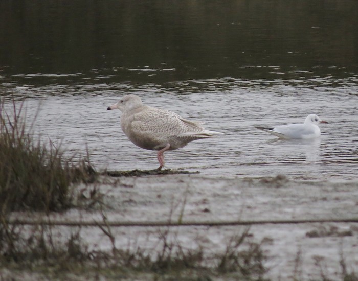 Glaucous Gull