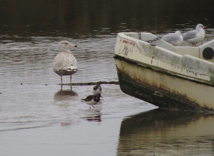 Glaucous Gull