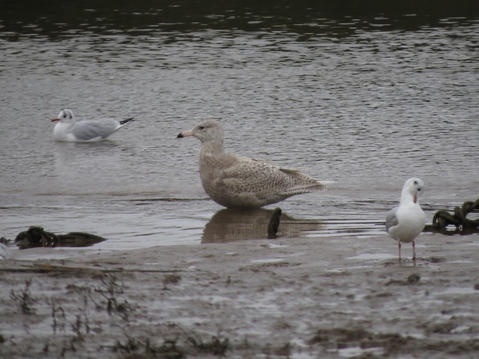 Glaucous Gull