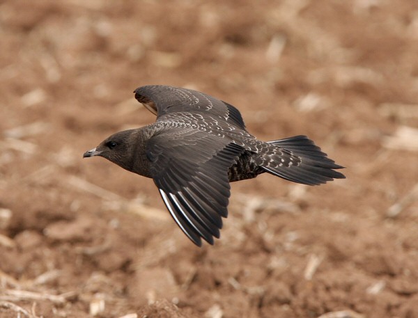 Long-tailed Skua
