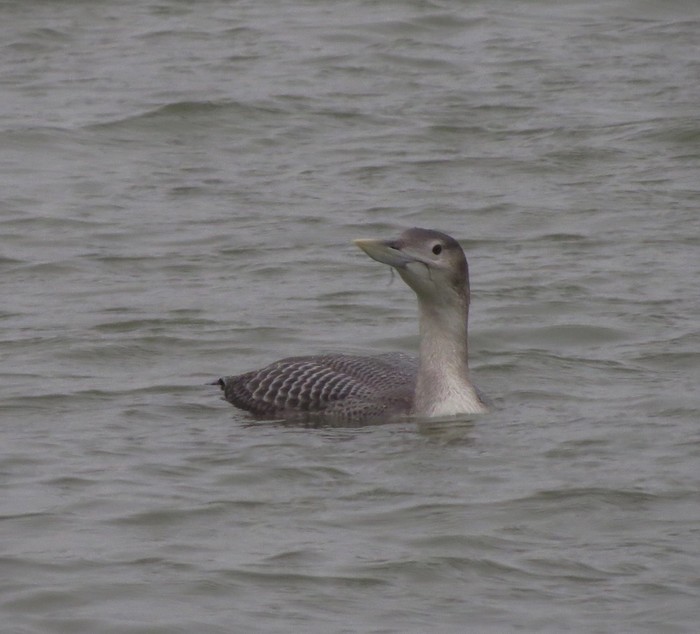 White-billed Diver