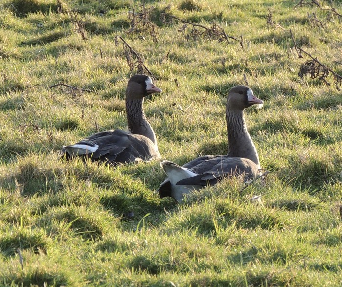 Russian White-fronted Goose