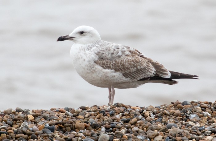 Caspian Gull