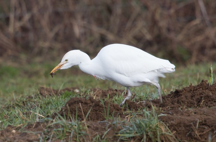 Cattle Egret