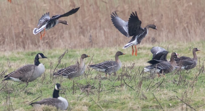 Tundra Bean Goose
