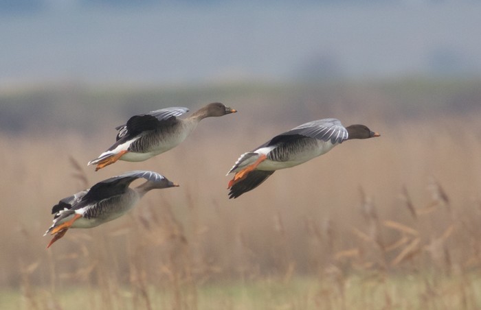 Tundra Bean Goose