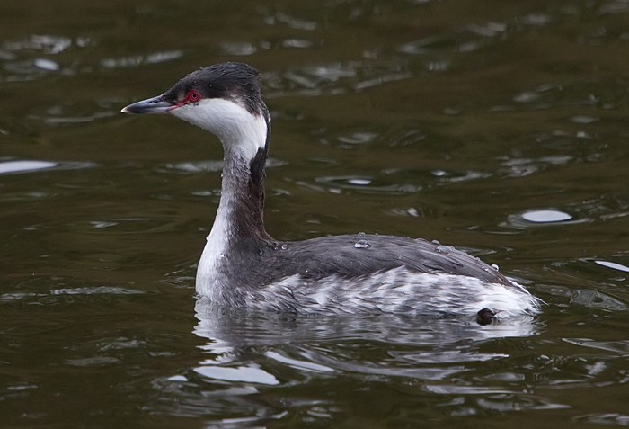 Slavonian Grebe
