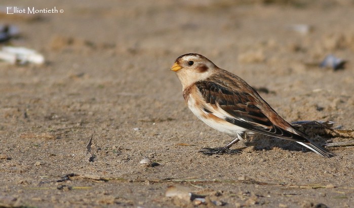 Snow Bunting