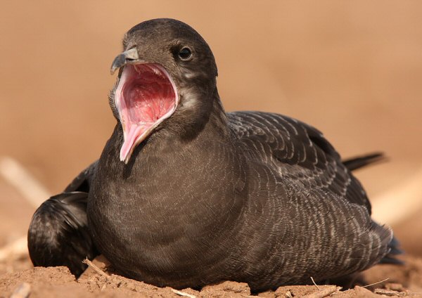Long-tailed Skua