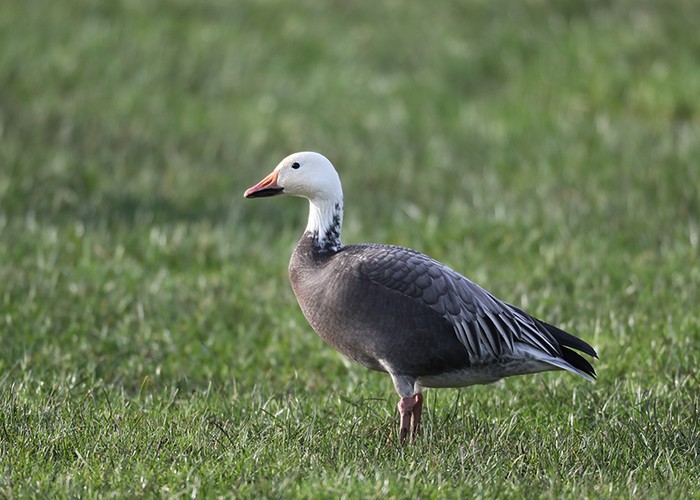 Lesser Snow Goose