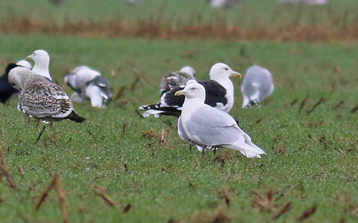 Glaucous Gull