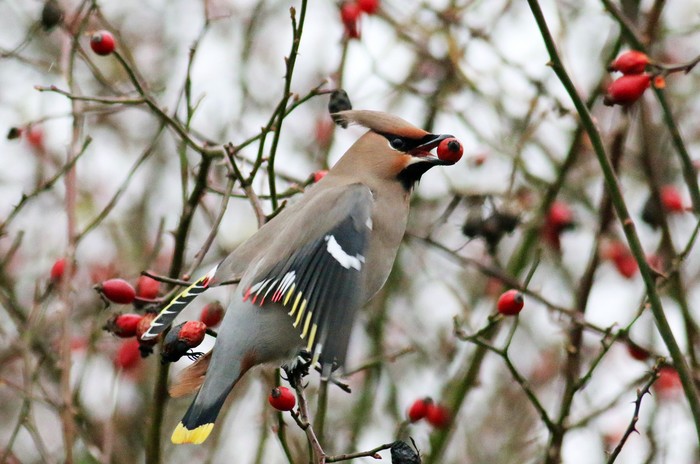 Waxwing