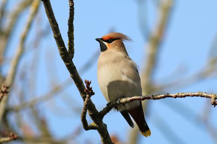 Waxwing