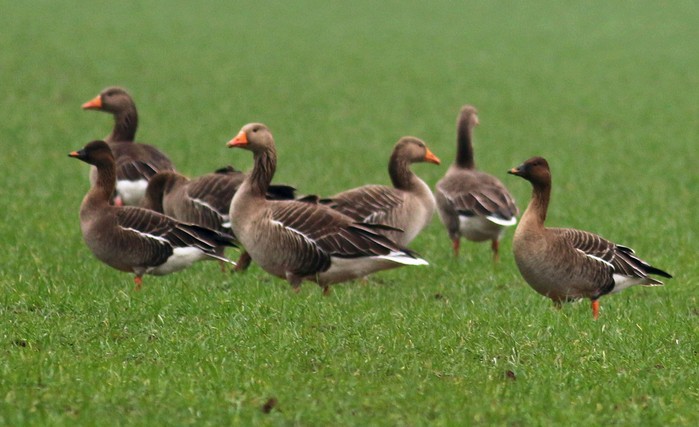 Tundra Bean Goose