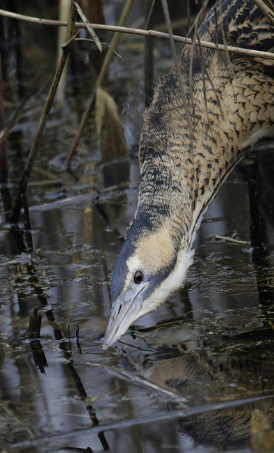 Bittern